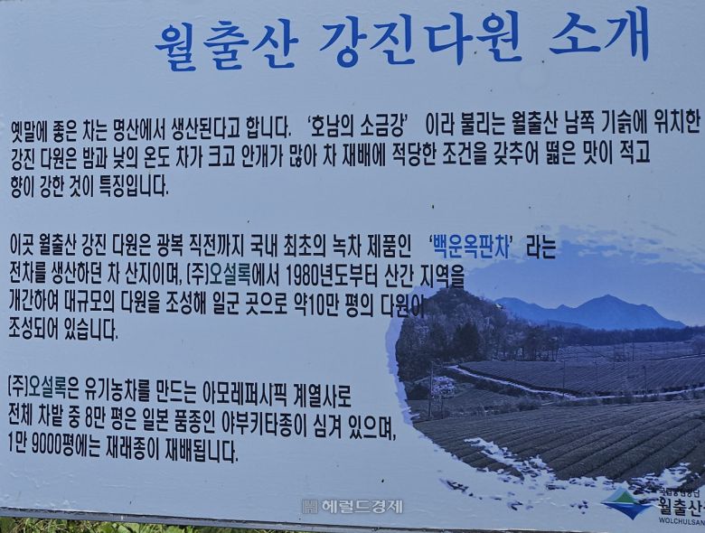 월출산 강진다원 소개