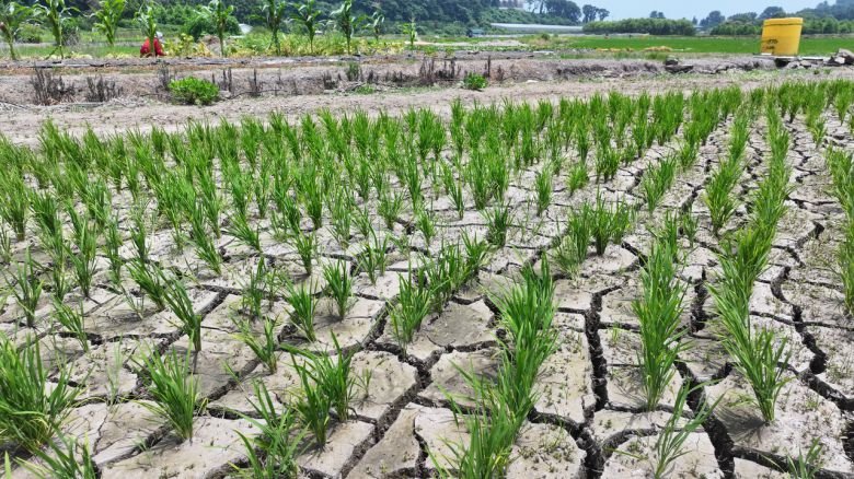 제주 서귀포시 하논분화구 내 논바닥이 쩍쩍 갈라져 있다. [연합]