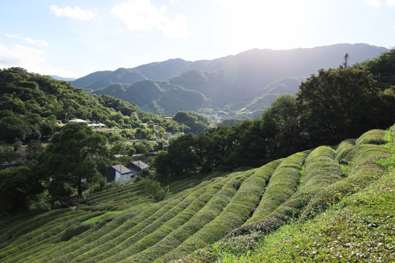 하동 차밭에선 티(Tea)크닉도 한다.