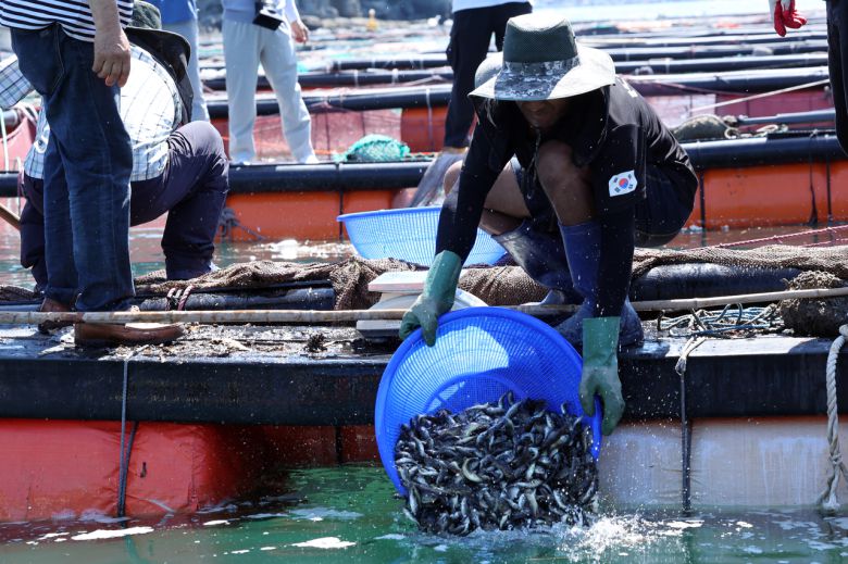 30일 오전 전남 여수 가막만 한 가두리양식장에서 작업자들이 치어를 방류하고 있다.[연합]