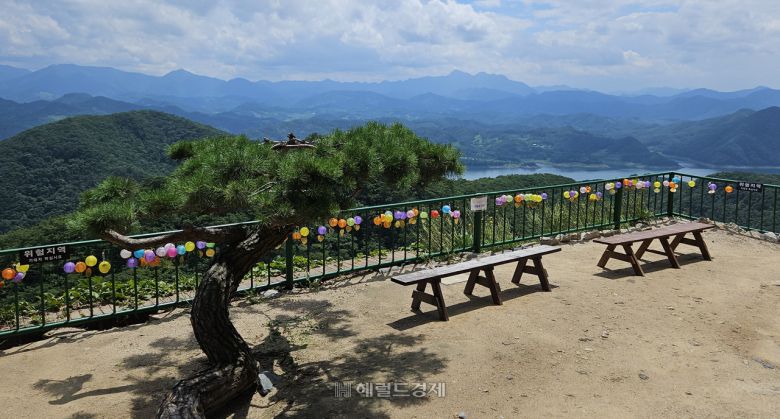 정방사 원통보전 앞마당 소나무