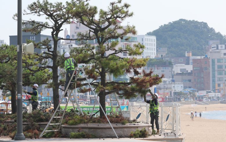 부산 한 도로변 가로수에 가지치기 작업이 한창이다.[연합]