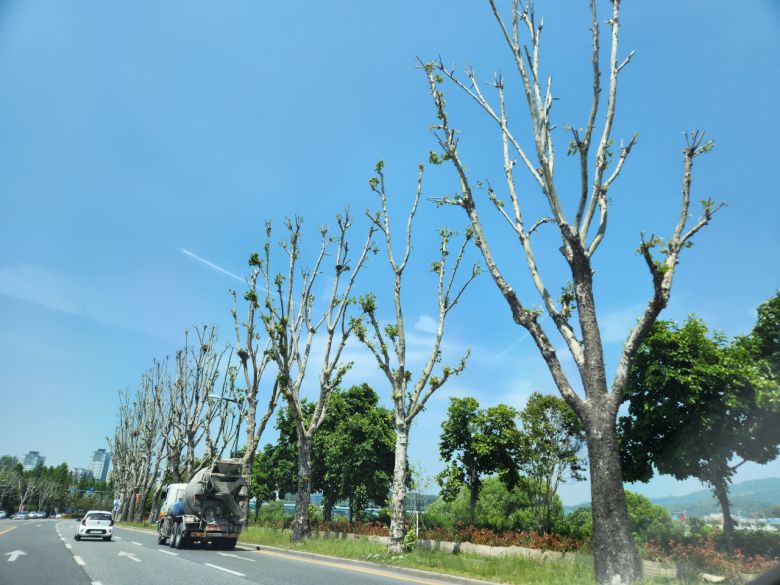 대전 한 거리의 플라타너스 가로수.[독자 제공]