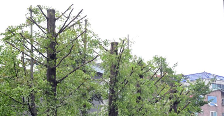 가지치기한 가로수.[헤럴드DB]