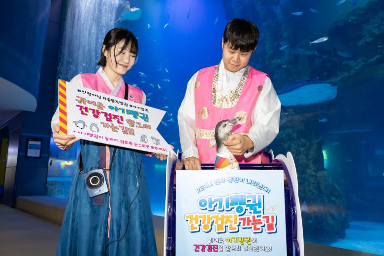 롯데월드 아쿠아리움 재롱잔치, 아기펭귄 건강검진 가는 길