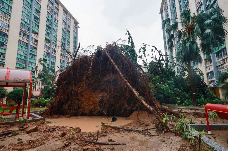태풍 라가사의 영향으로 나무가 쓰러져있는 홍콩. [EPA]