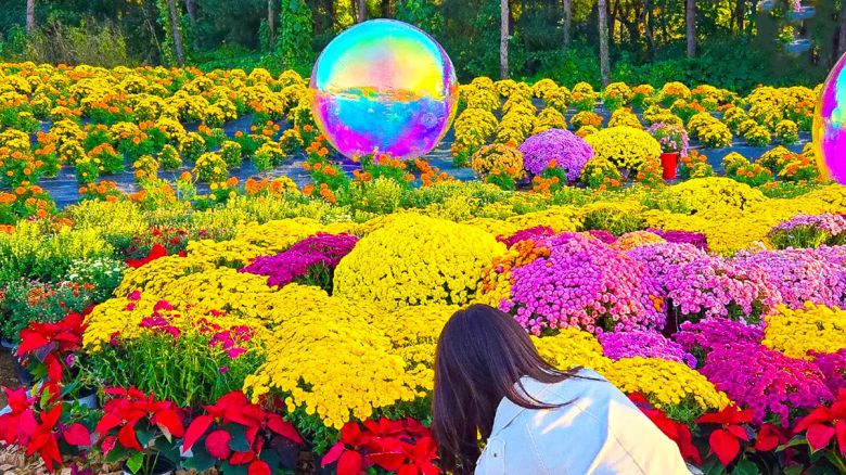 드림파크 국화축제[출처 : 인천 서구 블로그]