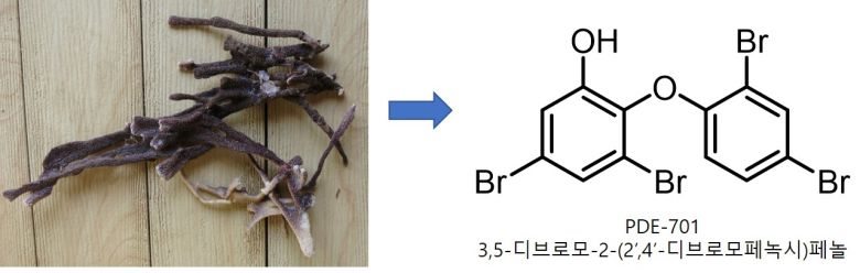 PDE701 분리에 사용된 해면과 화학구조.[KIOST 제공]