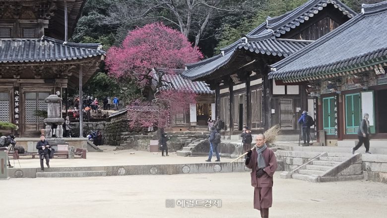 3월 화엄사에서 열리는 홍매화 축제 모습