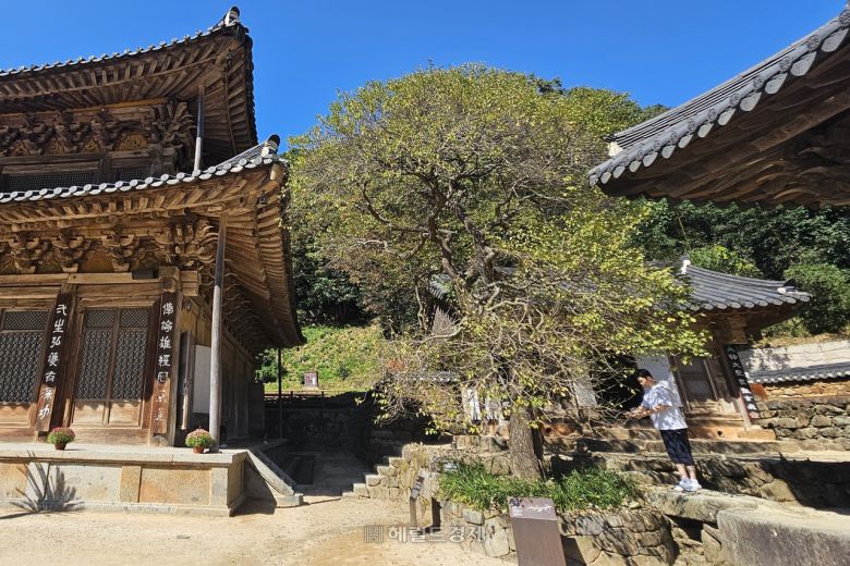 각황전 옆 홍매화