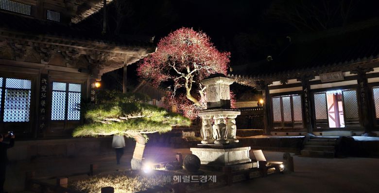 화엄사 홍매화 야경