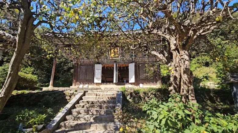 구층암 천불보전 옆 모과나무