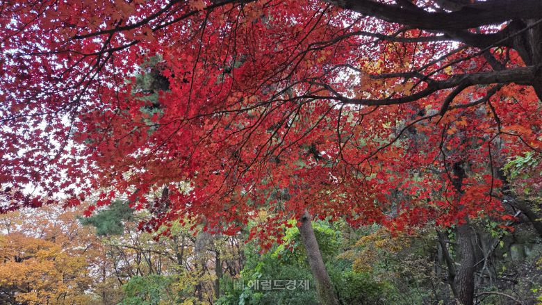불암산 단풍