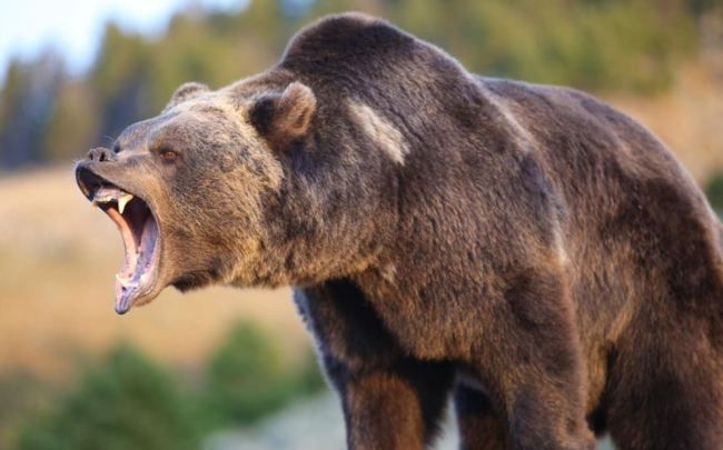 불곰.[헤럴드DB]