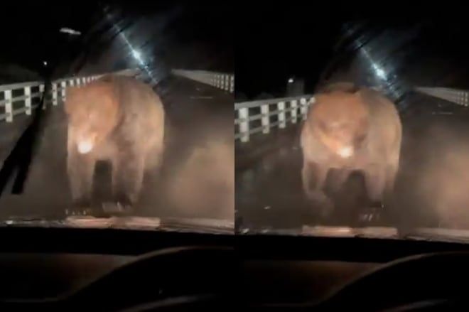 주행 중인 차량에 곰이 달려들고 있는 모습. [X(구 트위터)]