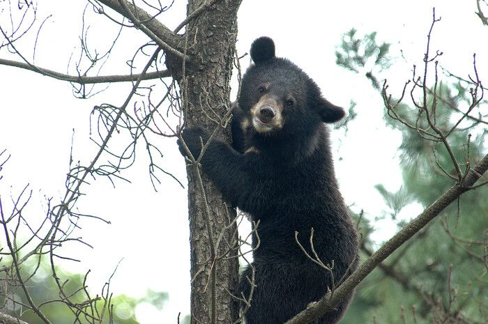 반달가슴곰.[국립공원연구원 제공]