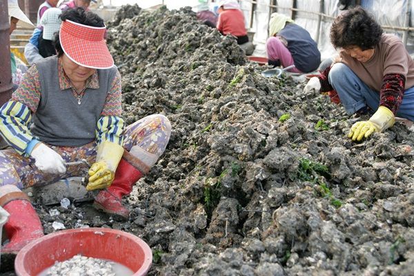 전남 고흥의 굴 채취 현장.[헤럴드DB]