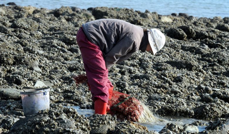 인천 옹진군 연평도 주민이 이른 아침부터  해안으로 나와 굴을 채취하고 있다. [헤럴드DB]