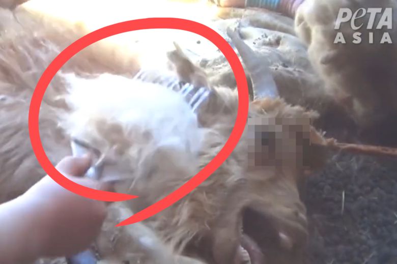 한 캐시미어 농장에서 염소의 털을 뽑고 있다.[PETA 홈페이지 갈무리]