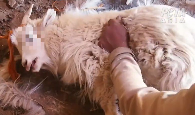 한 캐시미어 농장에서 염소의 털을 뽑고 있다.[PETA 홈페이지 갈무리]