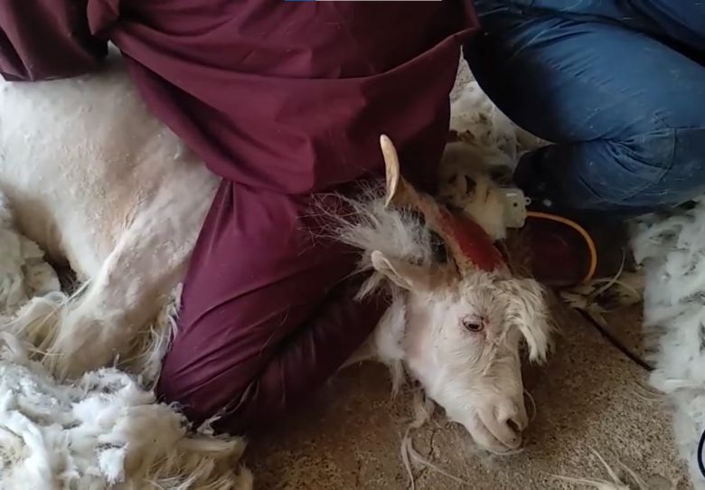 한 캐시미어 농장에서 염소의 털을 뽑고 있다.[PETA 홈페이지 갈무리]