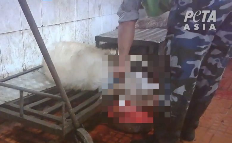 한 캐시미어 농장에서 염소의 털을 뽑고 있다.[PETA 홈페이지 갈무리]