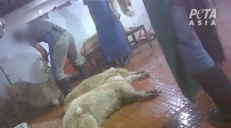 한 캐시미어 농장에서 염소의 털을 뽑고 있다.[PETA 홈페이지 갈무리]