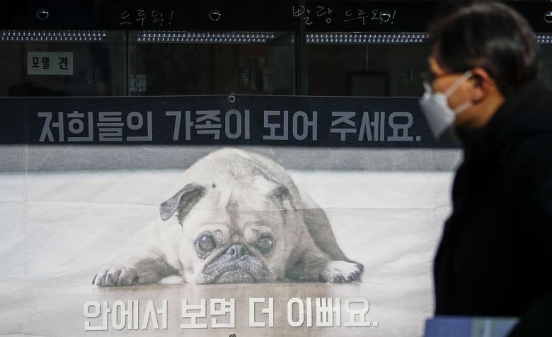 서울 시내의 반려동물 관련 업체의 모습 [뉴시스]