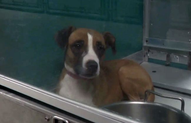 사고 현장에서 구조된 반려견 [뉴욕포스트 캡처]