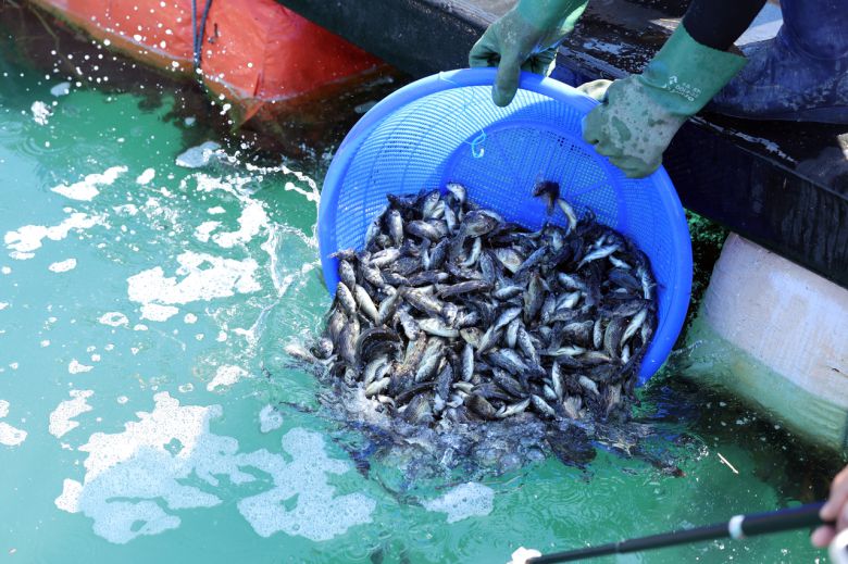 오전 전남 여수 가막만 한 가두리양식장에서 작업자들이 치어를 방류하고 있다.[연합]