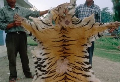 밀렵 단속 요원들이 네팔 티카울리 박물관에 전시된 밀렵 압수품 중 하나인 호랑이 가죽을 보여주고 있다.[WWF 홈페이지 갈무리]