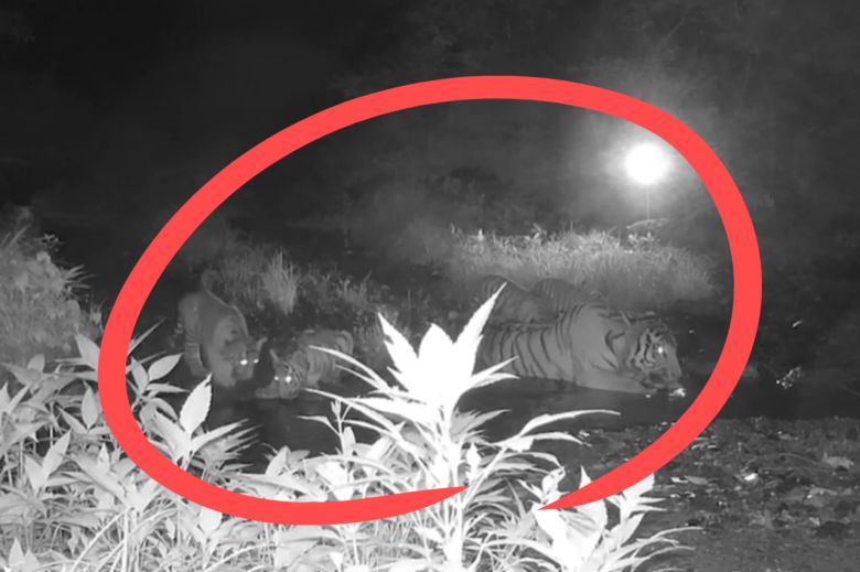 중국 훈춘보호구역에서 발견된 시베리아호랑이 무리.[WWF 중국본부 홈페이지 갈무리]