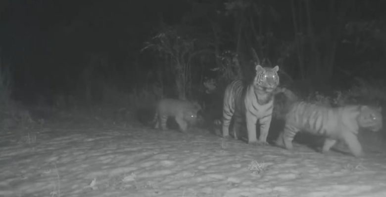 중국 훈춘보호구역에서 발견된 시베리아호랑이 무리.[WWF 중국본부 홈페이지 갈무리]