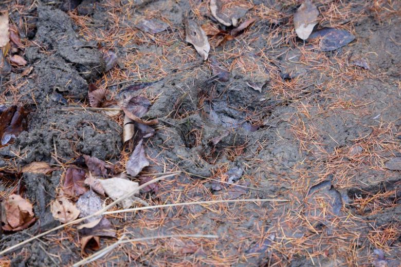시베리아 야생 호랑이 발자국.[WWF 홈페이지 갈무리]
