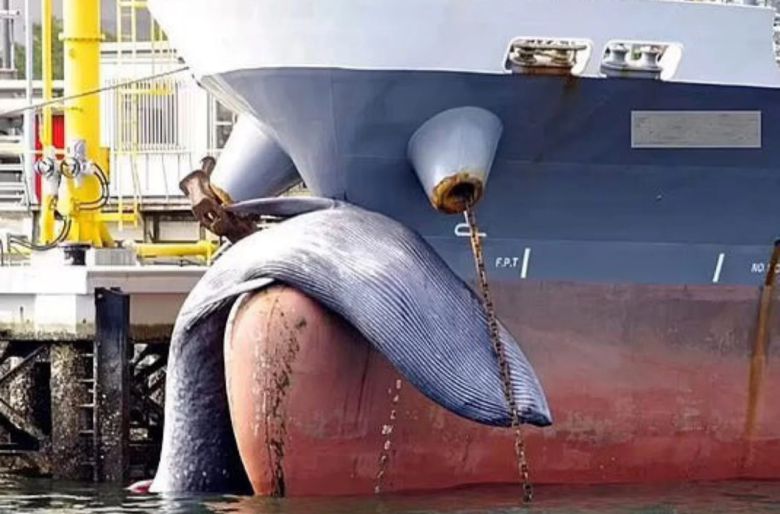 선박에 치여 죽은 고래.[savecoastalwildlife 홈페이지 갈무리]