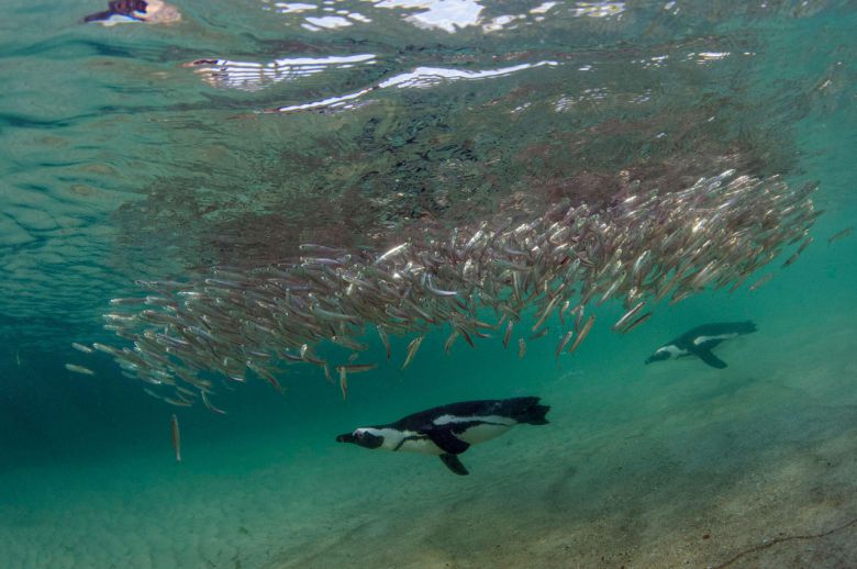 아프리카펭귄과 정어리.[다디어섬 보전 재단 홈페이지 갈무리]