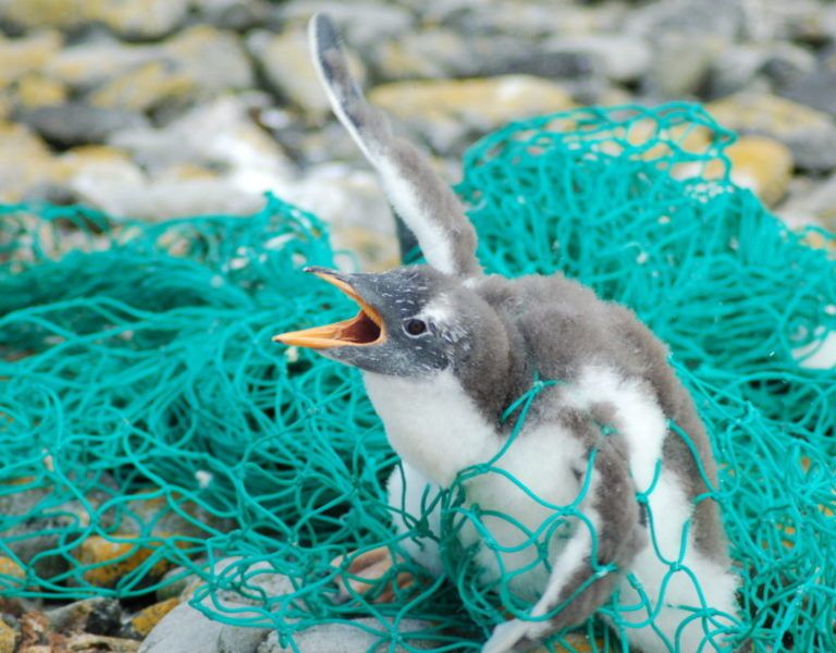 그물에 걸린 새끼 펭귄.[falklandsconservation 홈페이지 갈무리]