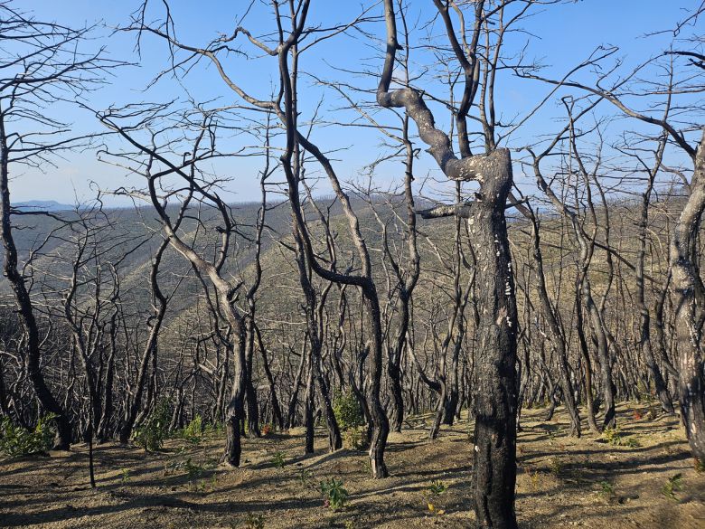 2일 경북 안동 고운사 사찰림 산불 피해 지역에 불타 죽은 나무가 남아 있다. 김광우 기자.