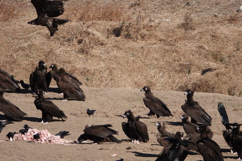 울산시 남구 무거동 태화강 삼호섬에서 독수리들이 ‘독수리식당’에서 제공한 먹이를 먹고 있다. [녹색에너지촉진시민포럼 제공]