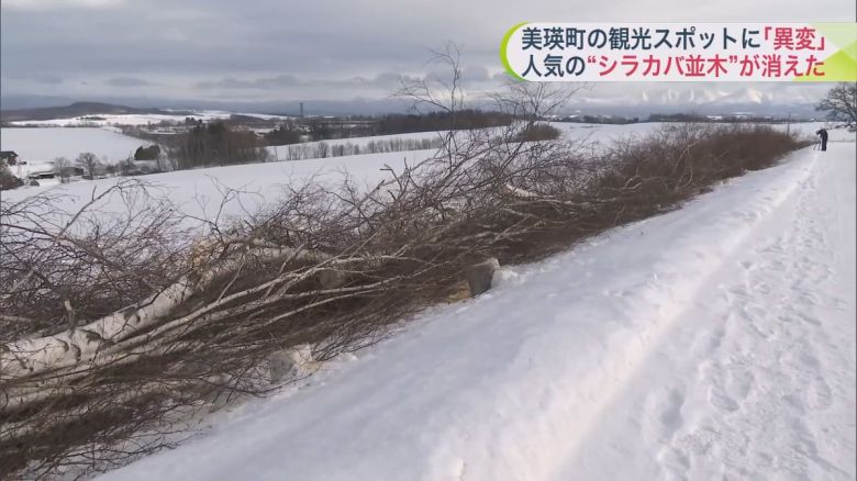 북해도 비에이 마을 자작나무 풍경을 보러오는 사람 중엔 외국인 보다 일본인 압도적으로 많은데도 외국인에 의한 오버투어리즘 핑계를 대면서 잘라 버린 자작나무 가로수들