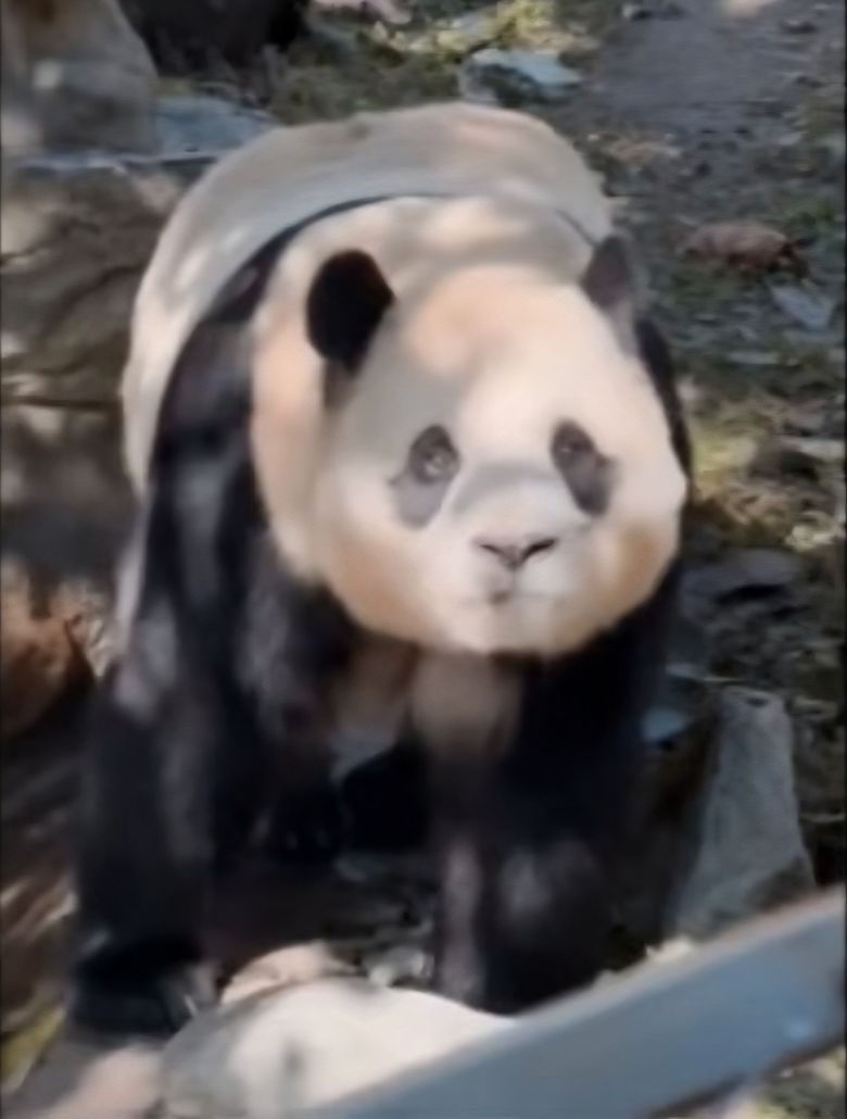 지난 1월 11일 사천성 판다기지 방사장에서 류정훈 작가를 올려다보는 푸바오