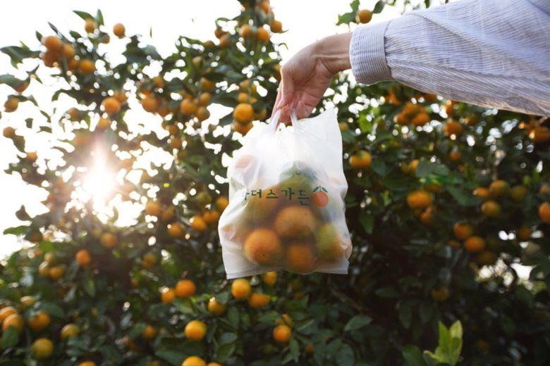 파더스가든 귤따기 체험