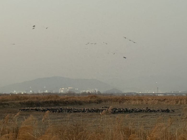 전남 순천 순천만 습지에 모여 있는 철새들. 김광우 기자.