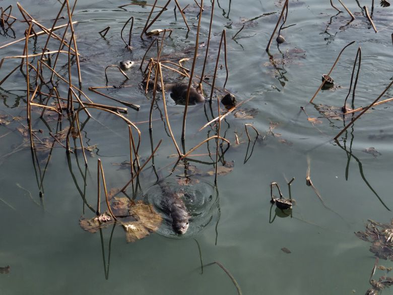지난 18일 순천 조례호수공원에서 수달 3마리가 헤엄치고 있다. 김광우 기자.