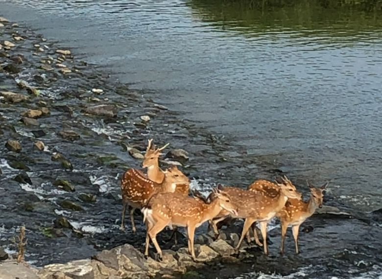 전남 순천 동천에서 발견된 사슴.[X(구 트위터) 갈무리]