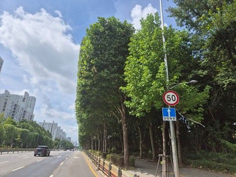 서울 송파구 양재대로의 양버즘나무. [서울시 제공]