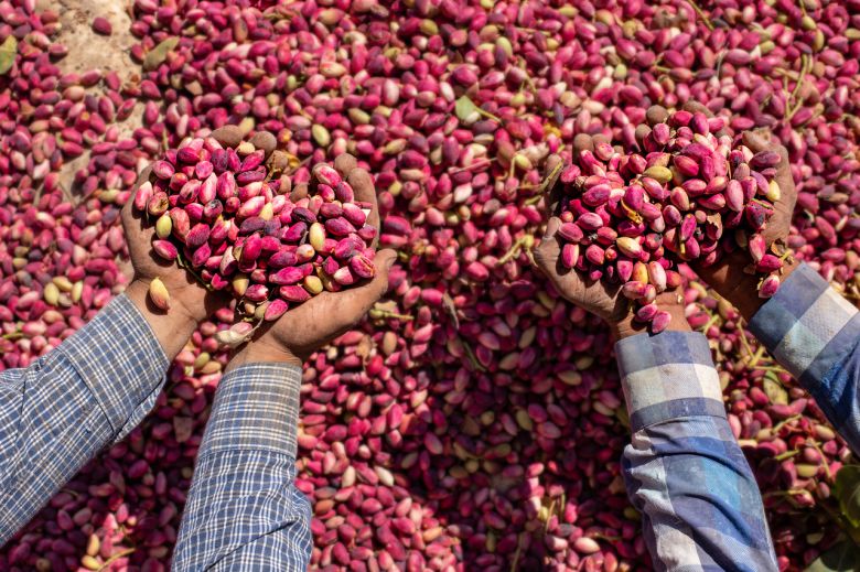 피스타치오.[게티이미지뱅크]