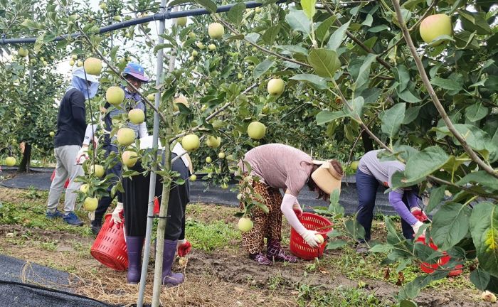 정읍시 공무원, 태풍 ‘바비’ 피해 농가 일손 돕기 모습