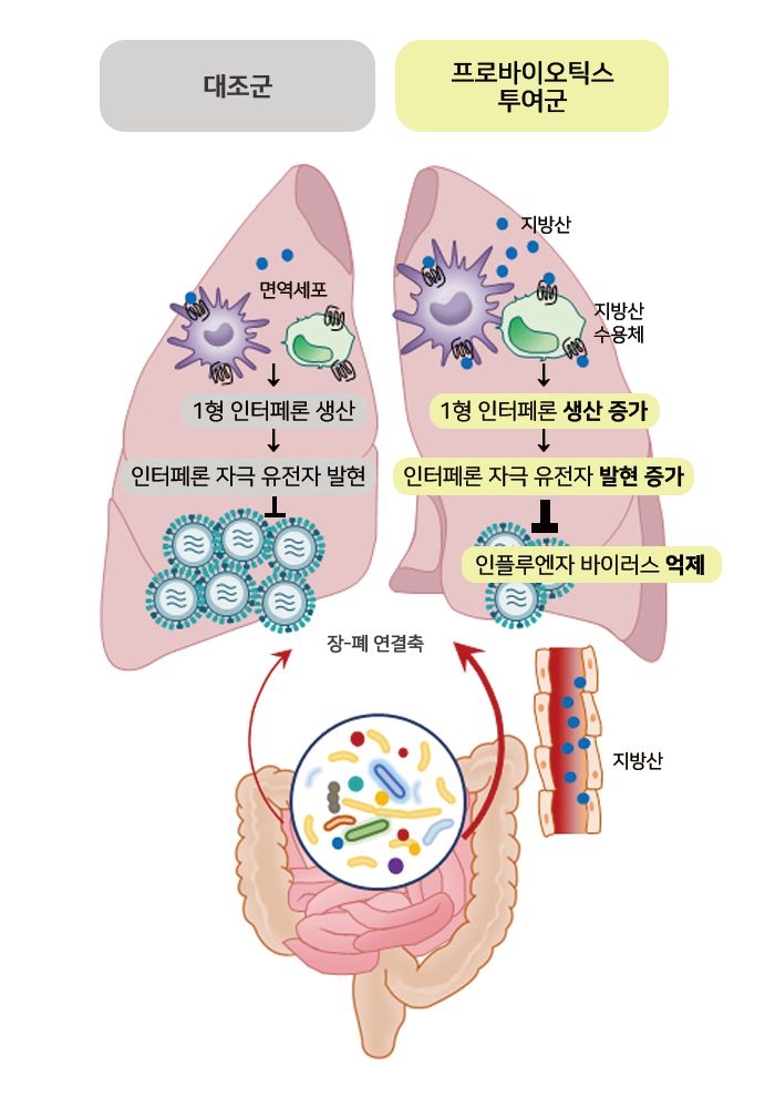 프로바이오틱스가 인플루엔자 바이러스 감염 완화에도 도움을 준다는 연구 결과가 나왔다. 그래픽=프로바이오틱스 항바이러스 작용 모식도. 서울아산병원 제공