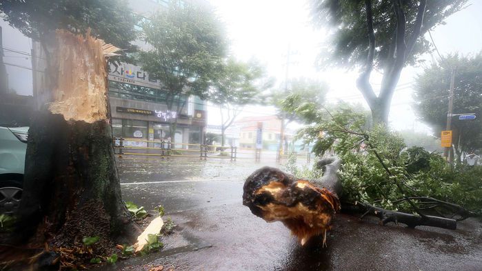 제8호 태풍 '바비'의 영향으로 26일 오전 제주시 오라일동 오남로 거리에 있는 가로수가 두동강 난 채 쓰러져 있다.